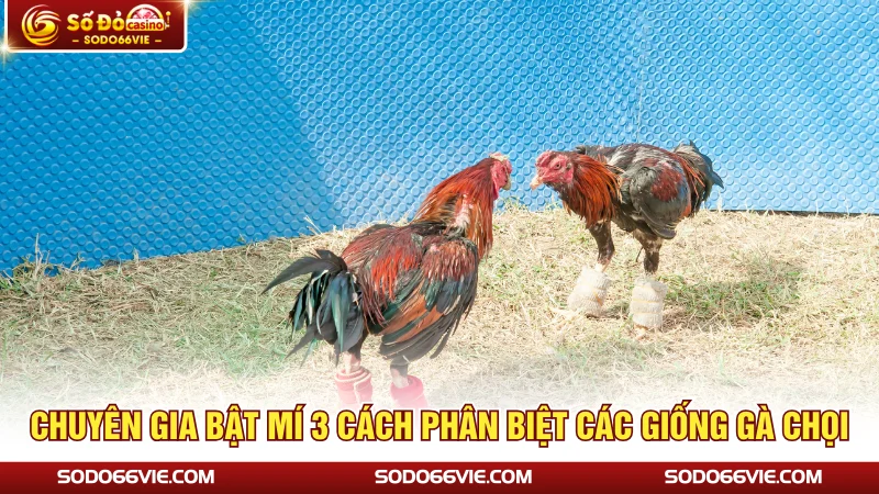 Chuyên gia bật mí 3 cách phân biệt các giống gà chọi