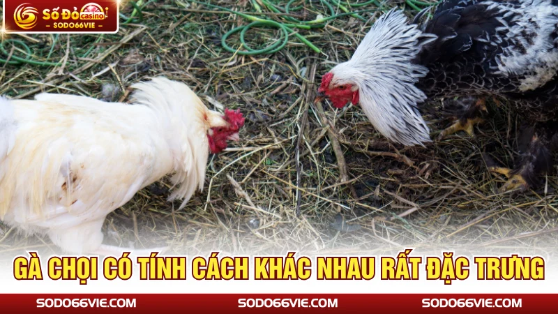 Gà chọi có tính cách khác nhau rất đặc trưng