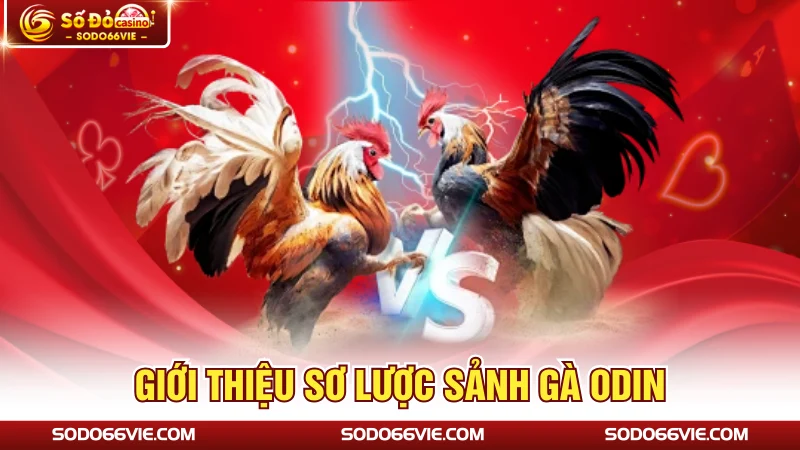 Giới thiệu sơ lược sảnh gà ODIN