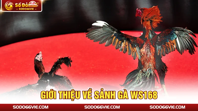 Giới thiệu về sảnh gà WS168