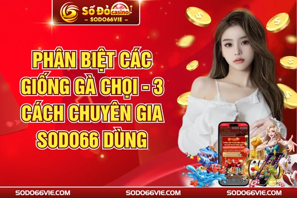 Phân Biệt Các Giống Gà Chọi - 3 Cách Chuyên Gia SODO66 Dùng